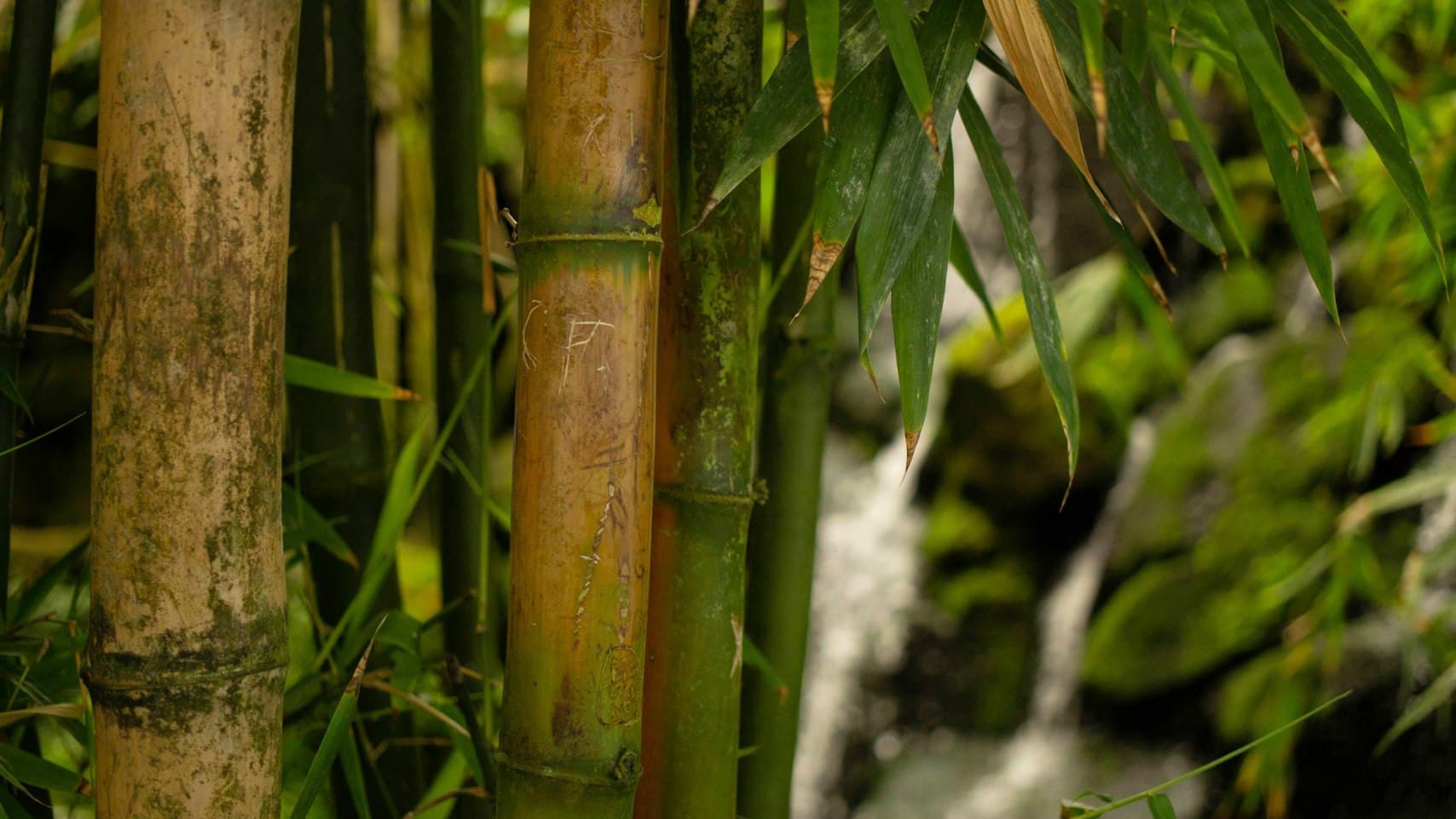 Bosque de bambú — el origen de la fibra